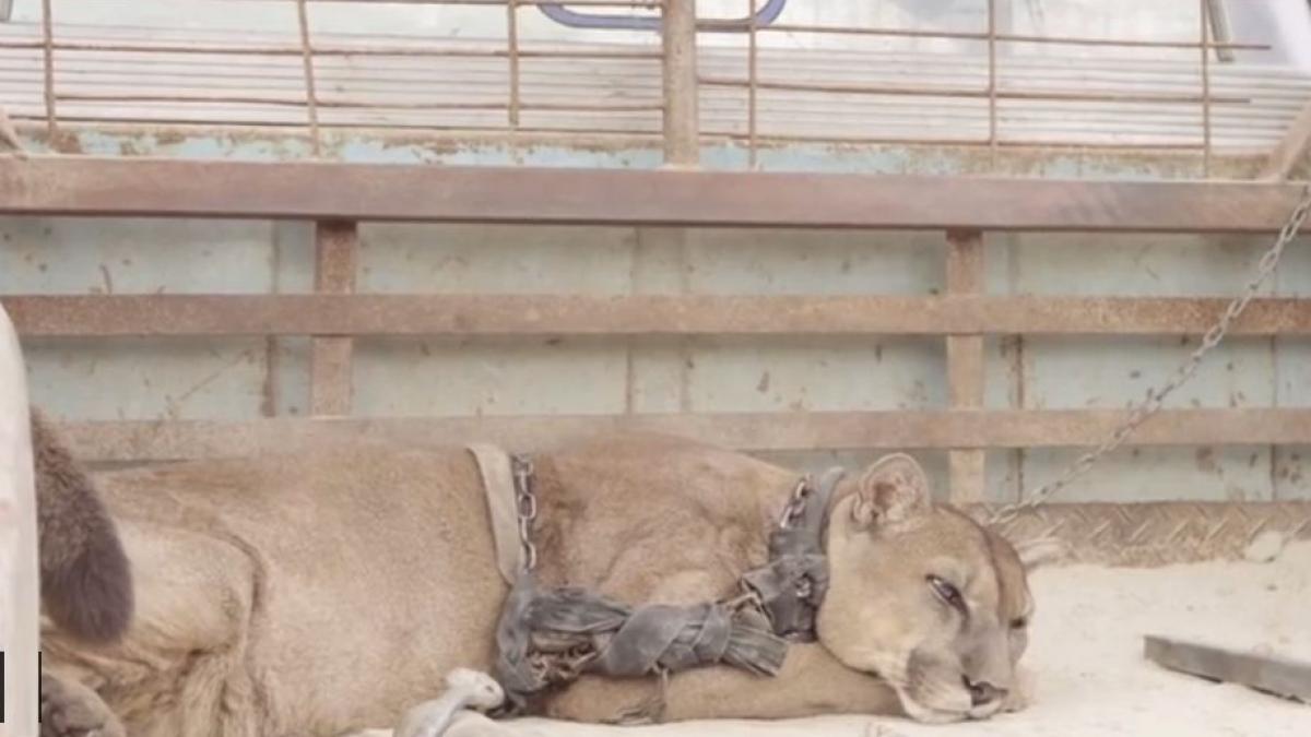 povestea sfasietoare a leului care s a bucurat de prima lui zi de libertate dupa 20 de ani de