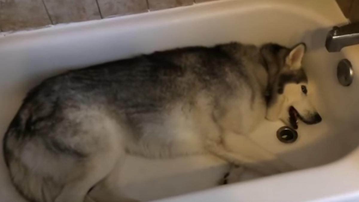 cat de greu este sa convingi un caine sa mearga la plimbare cand vrea sa faca baie video