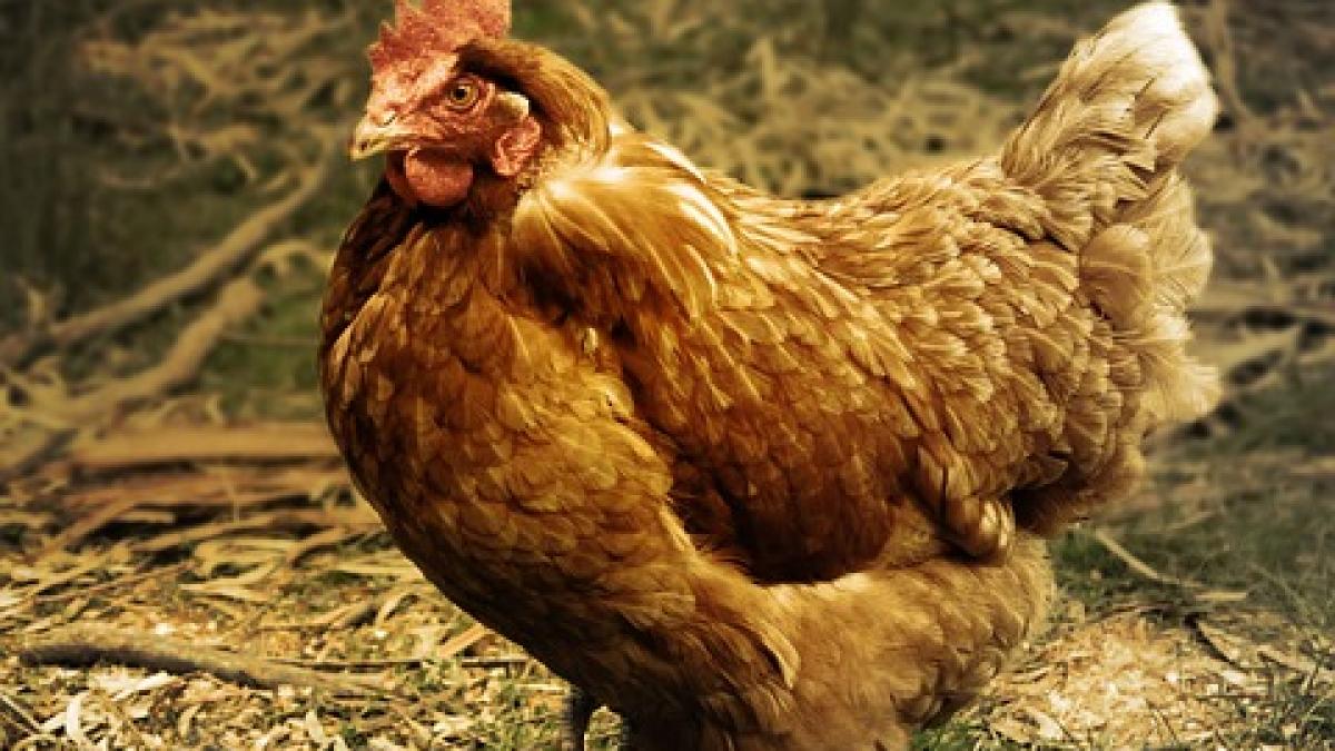 se lauda ca trateaza cancerul cu sedinte sexuale si sange de gaina iata ce a patit vindecatorul