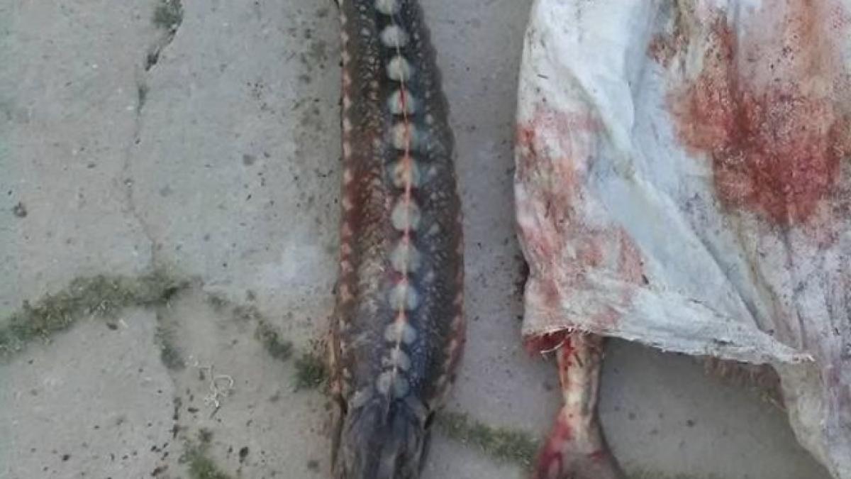 fiu de primar dosar penal pentru braconaj