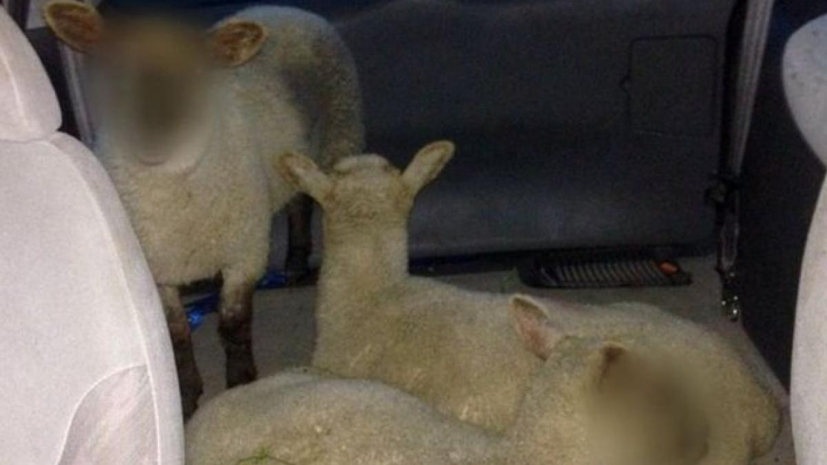 poza care a produs confuzie pe internet