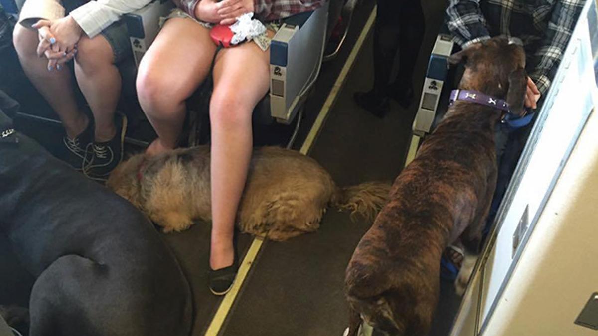 stare de urgenta in canada companiile aeriene incalca propriile reguli pentru a salva animalele