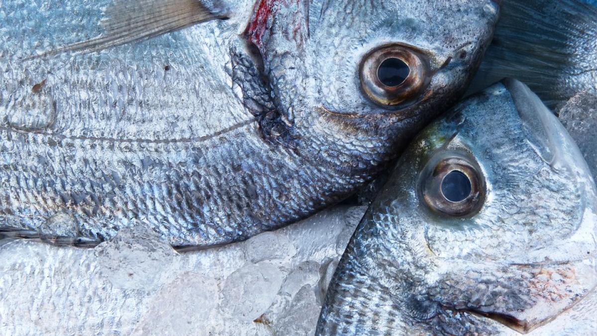peste paraziti inspectori ansvsa peste paraziti inspectori ansvsa