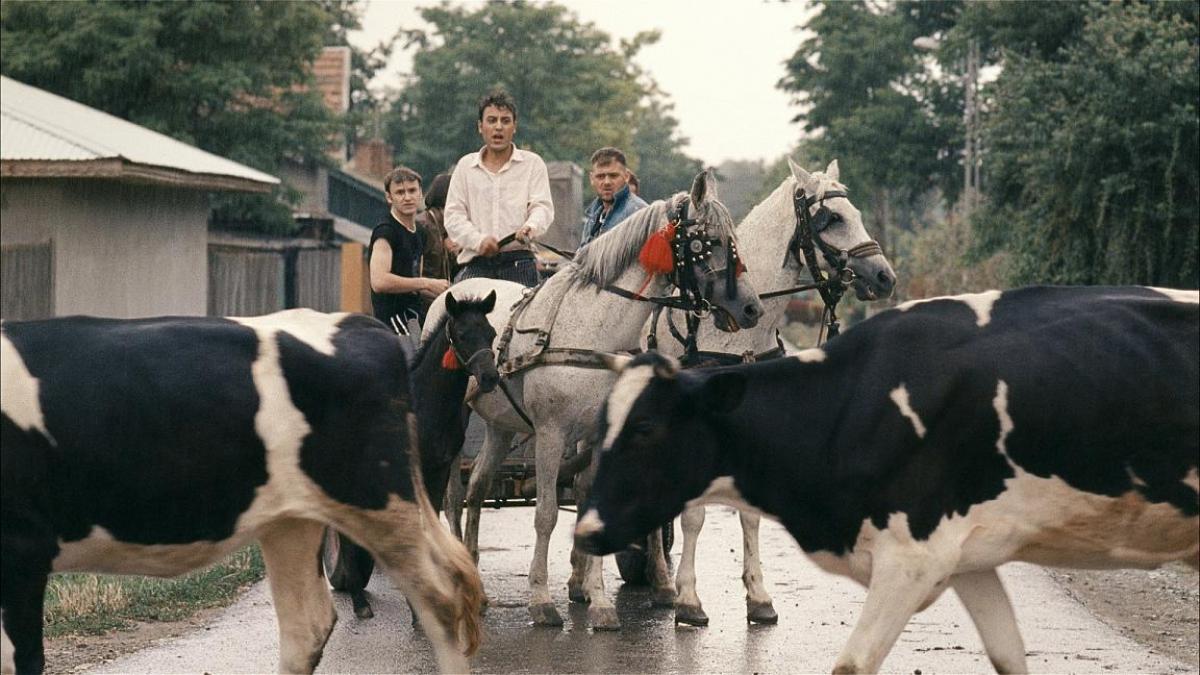 sase productii in premiera mondiala in zilele filmului romanesc la tiff