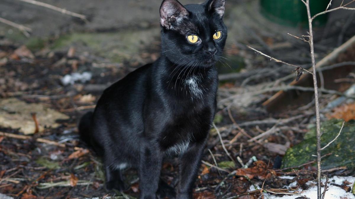 vineri 13 zi blestemata