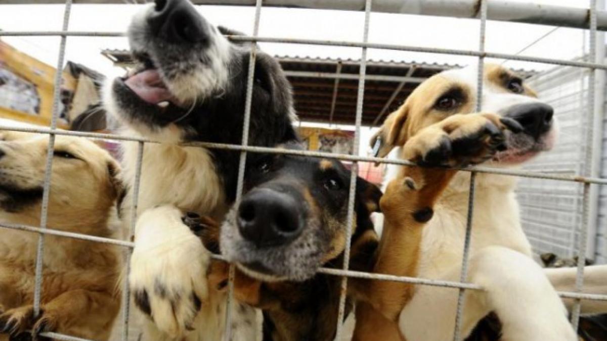 amenda de 5 000 lei tuturor cetatenilor care hranesc cainii vagabonzi pe domeniul public