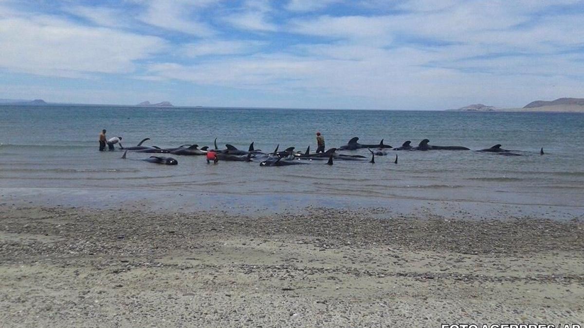 imagini apocaliptice pe o plaja din mexic oamenii au luptat 15 ore pentru a le salva viata