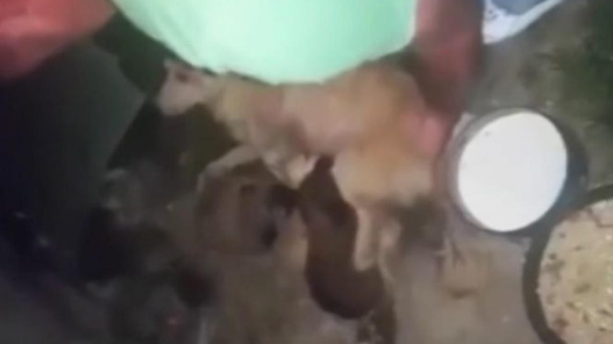 imagini revoltatoare care au scandalizat internetul au fost filmate in romania