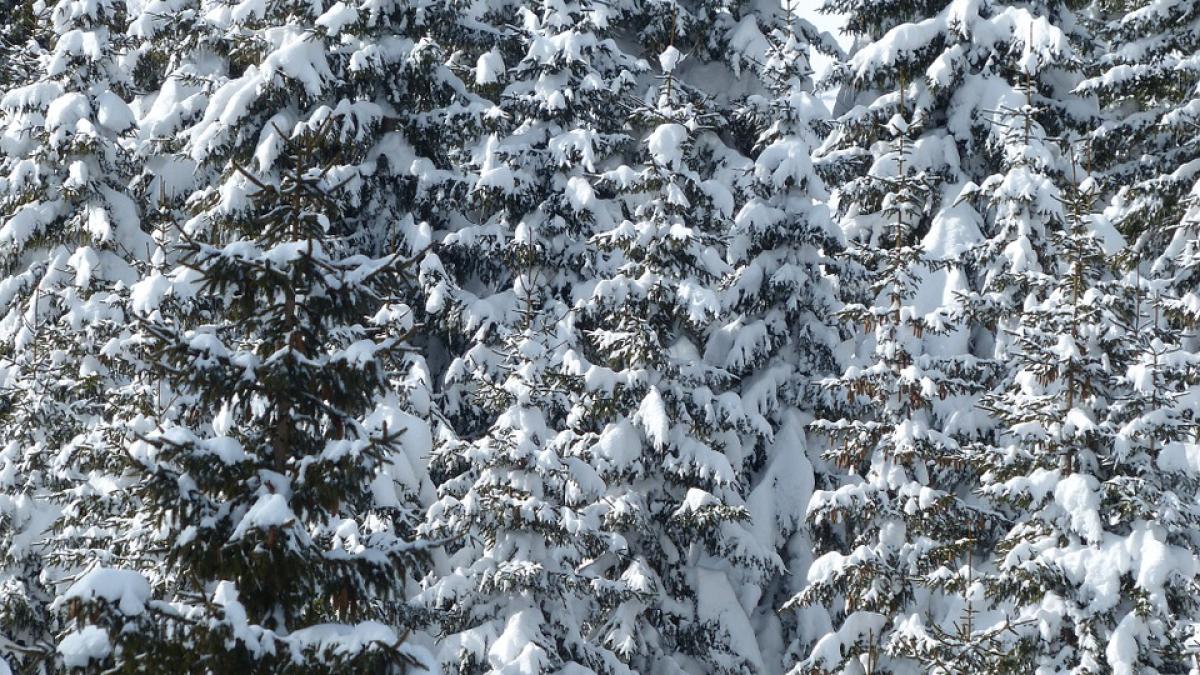 ninsori in romania la mijlocul lunii mai era cu fulgi mari ca in luna decembrie