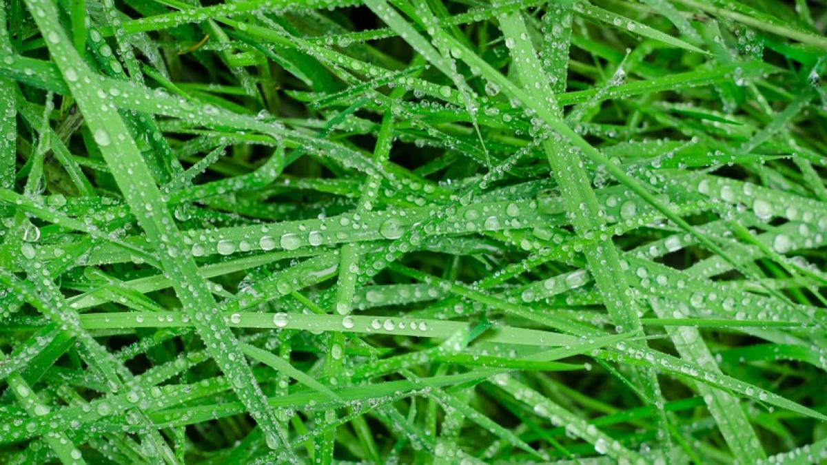 te deprima vremea ploioasa de afara avem vesti bune vom avea cel mai bun an in agricultura din