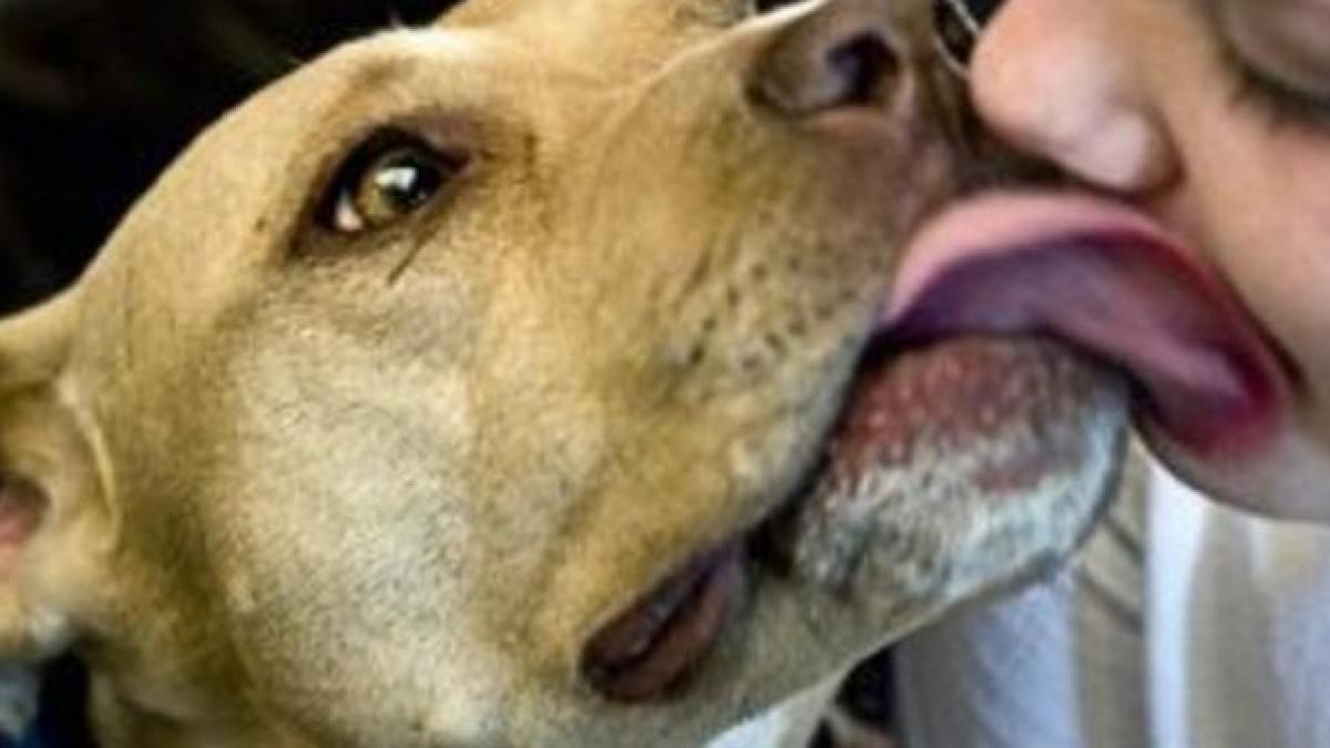 atentie mare ce ti se intampla daca te linge un caine pe fata adevarul te va soca