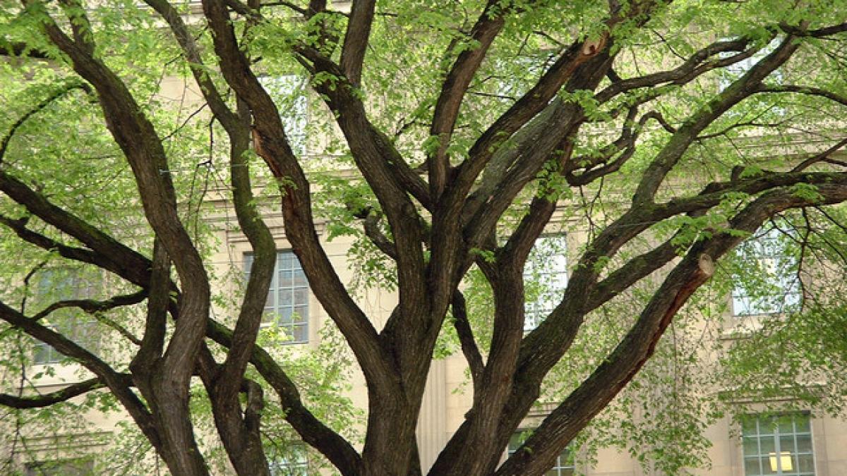 castan in forma de inima sibiu viral pe internet