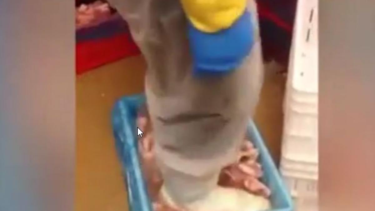 inregistrare video carne pui dezghetata