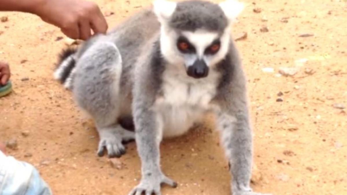 au mangaiat acest animal apoi au luat mana de pe el lumea a ramas cu gura cascata cand a vazut ce a