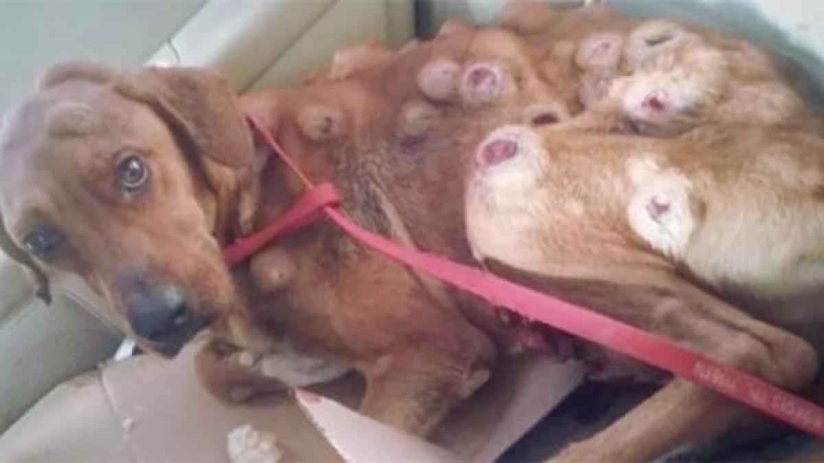 cand a vazut acest caine pe strada a fost ingrozita