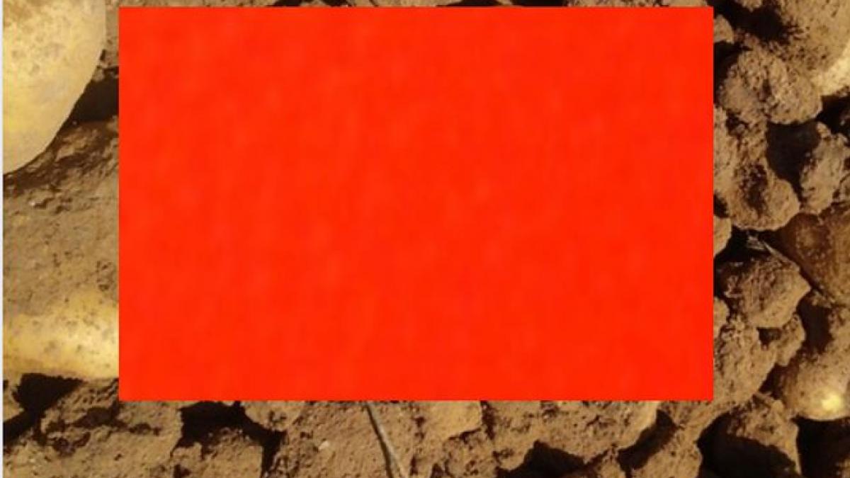 cartof forma ciudata