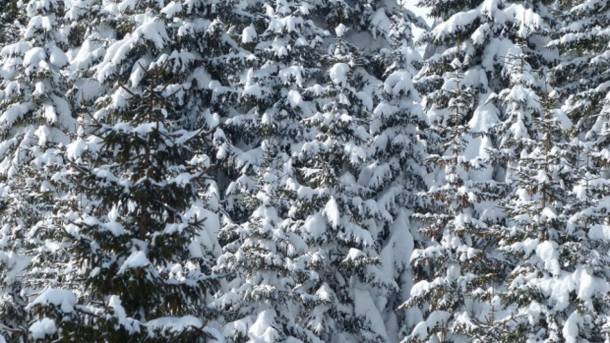 ninsoare zapada maramures