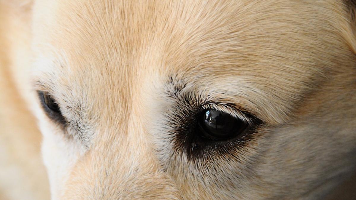 socant a ucis cainele si l a pus pe gratar este incredibil de la ce a pornit totul