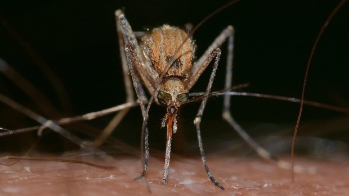 Alertă! Virusul Zika riscă să se răspândească în numeroase ţări europene, inclusiv în România