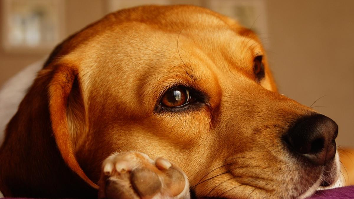 emotionant s au regasit dupa doi ani de despartire ce a urmat i a facut sa planga pe internauti