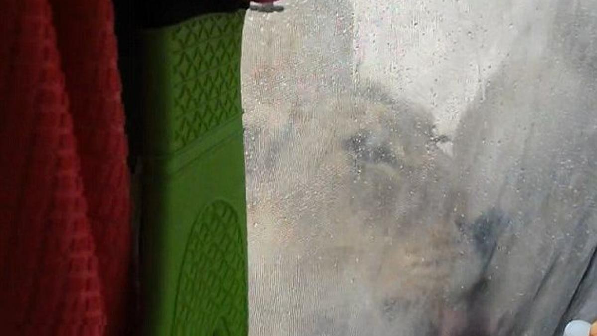 au ramas peste noapte intr o rezervatie iar dimineata s au trezit cu doi lei langa ei ce faceau