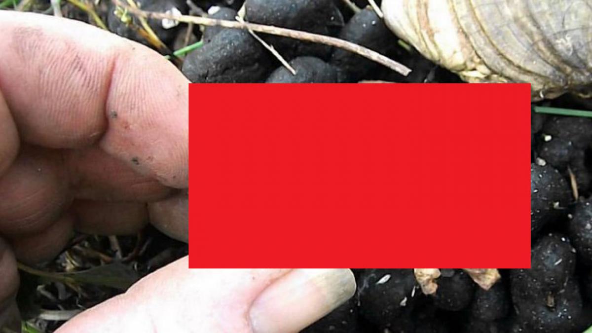 a mers la mormantul tatalui dar a avut socul vietii cand a vazut ce iesise din pamant