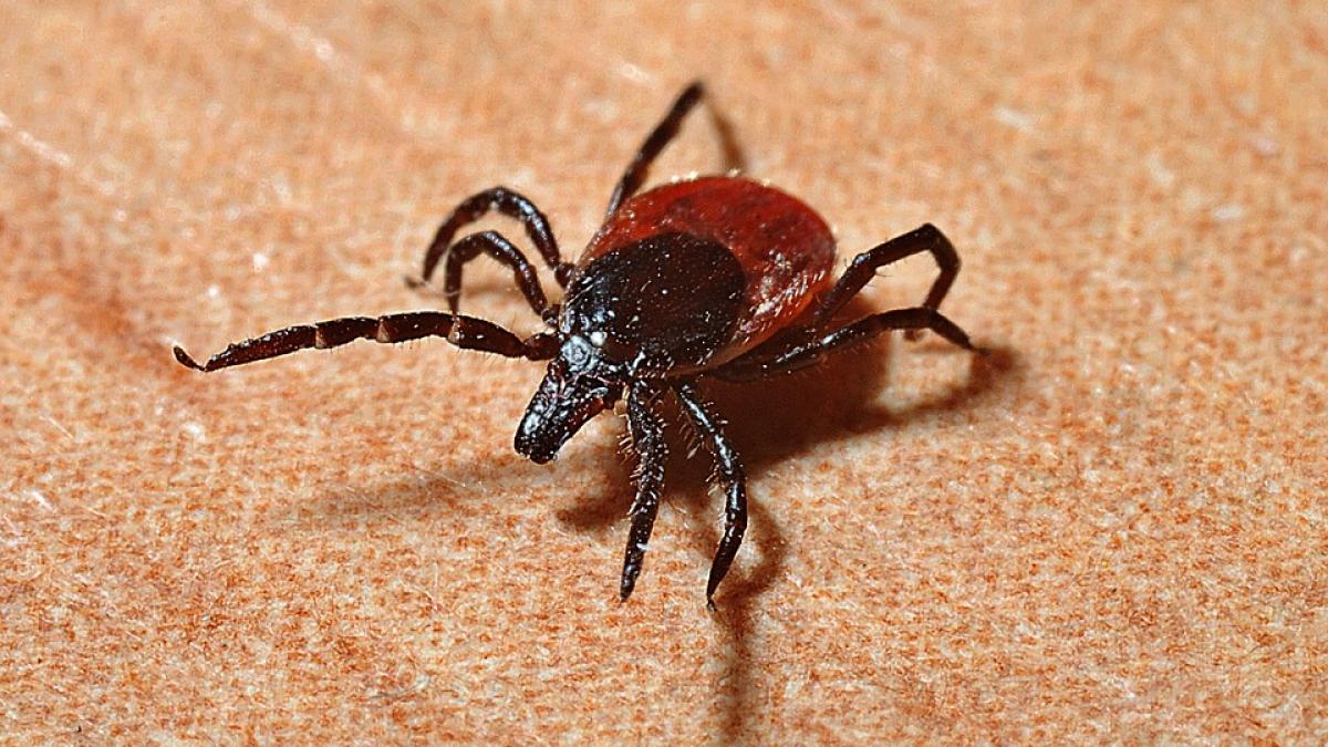 boala lyme face ravagii in romania ce trebuie sa faci daca te inteapa o capusa