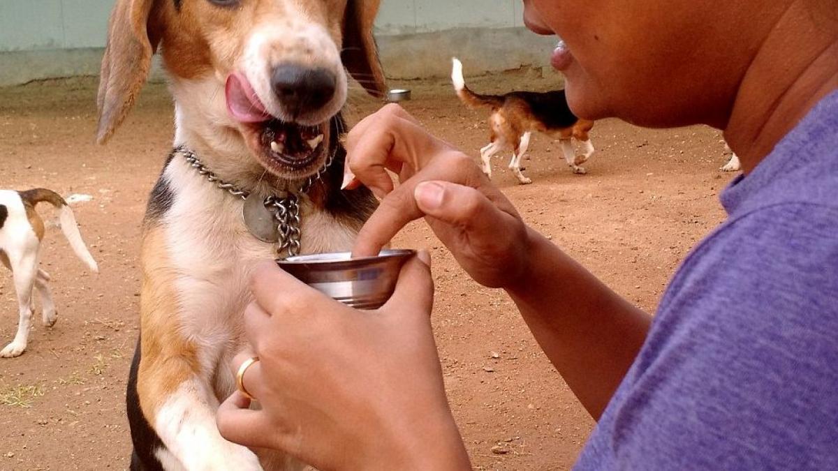 caini folositi pentru teste sunt eliberati din laboratoare
