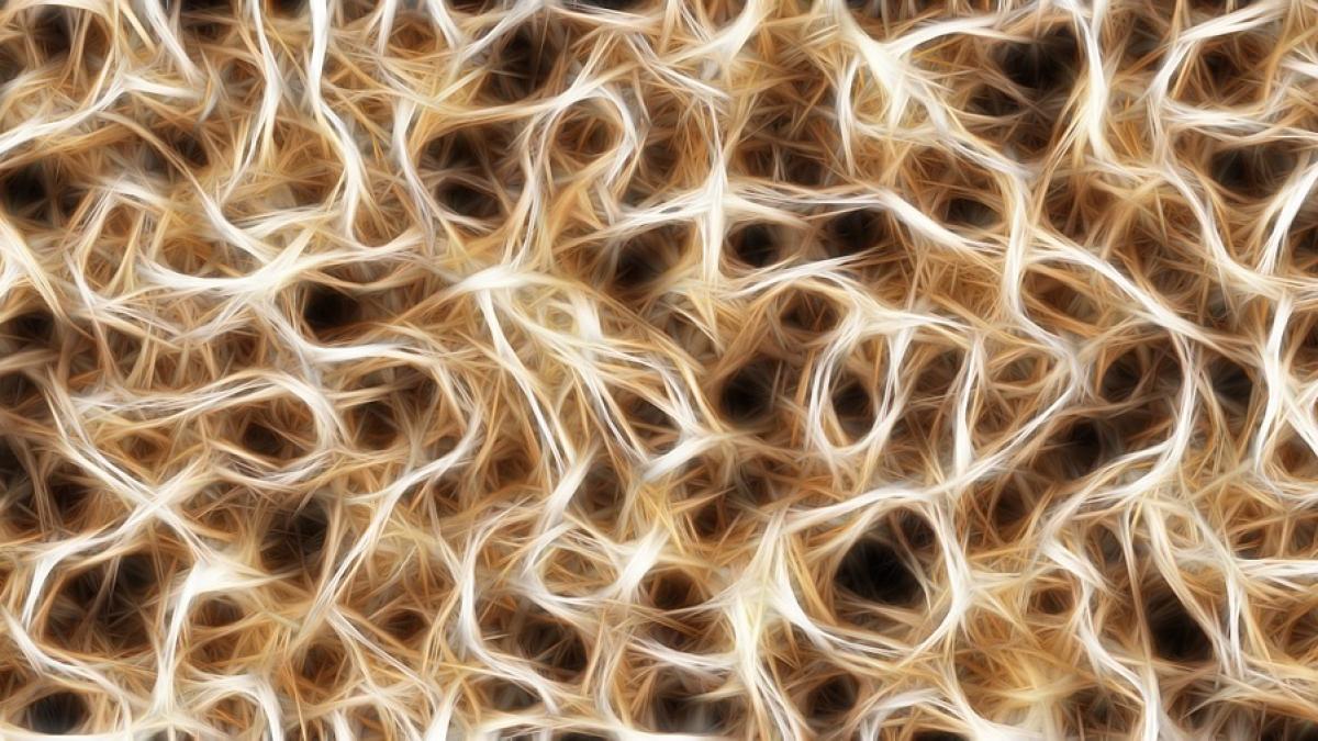 ce are omul in creier descoperirile fascinante ale unui profesor reputat de la harvard