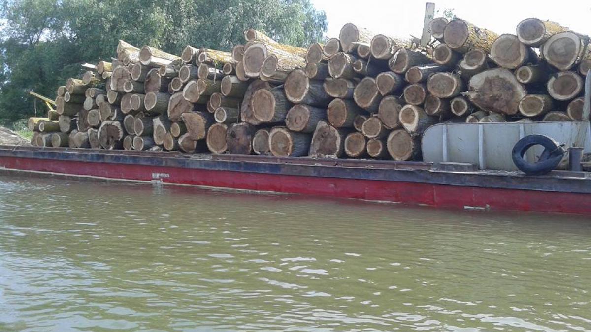 ecopolitic defrisari masive in delta dunarii taierile s au facut astfel incat sa nu se vada