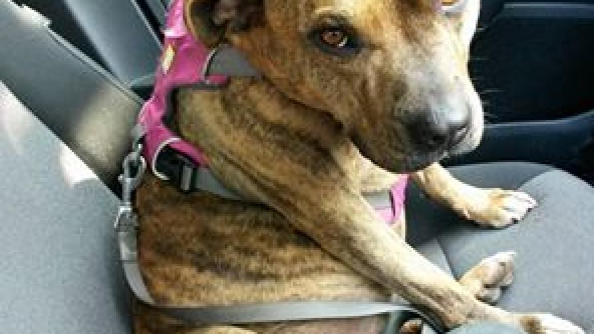 freya cel mai singur catel din marea britanie a fost respins de peste 18 000 de potentiali stapani