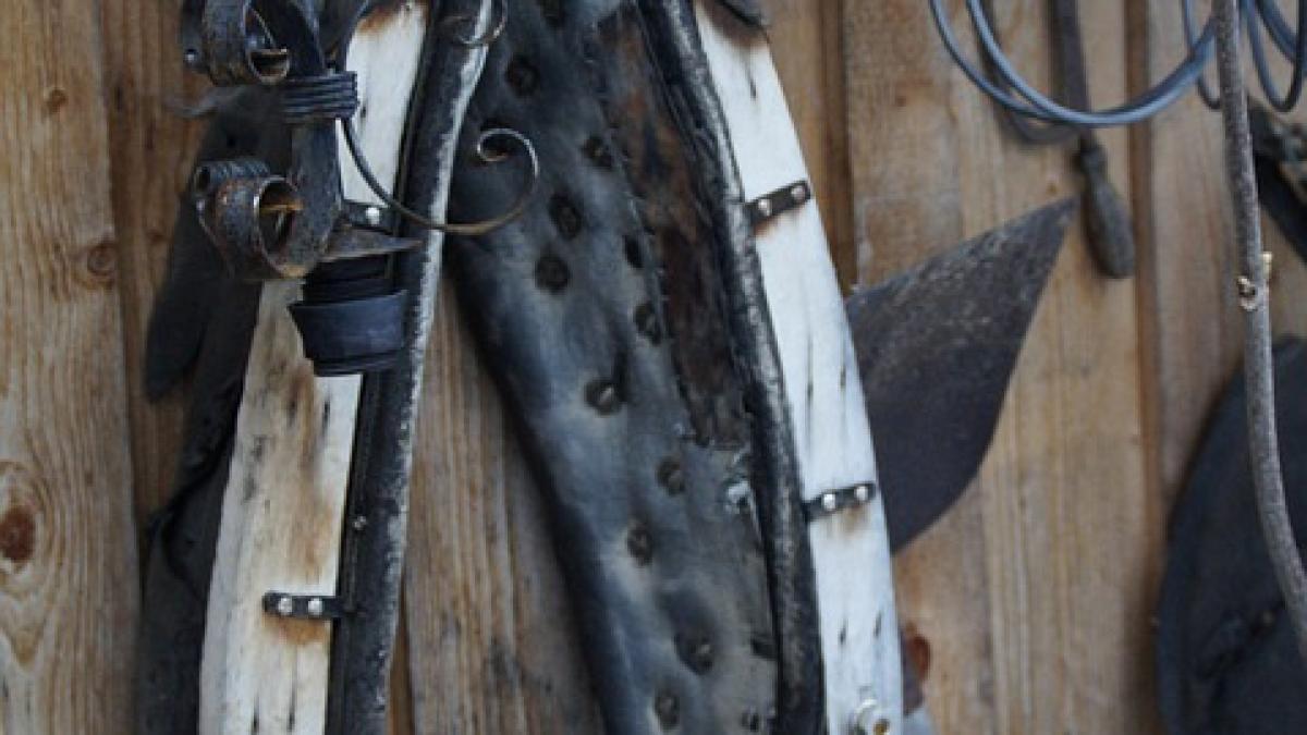 incredibil copil de trei ani obligat de propria sa mama sa poarte zgarda de caine