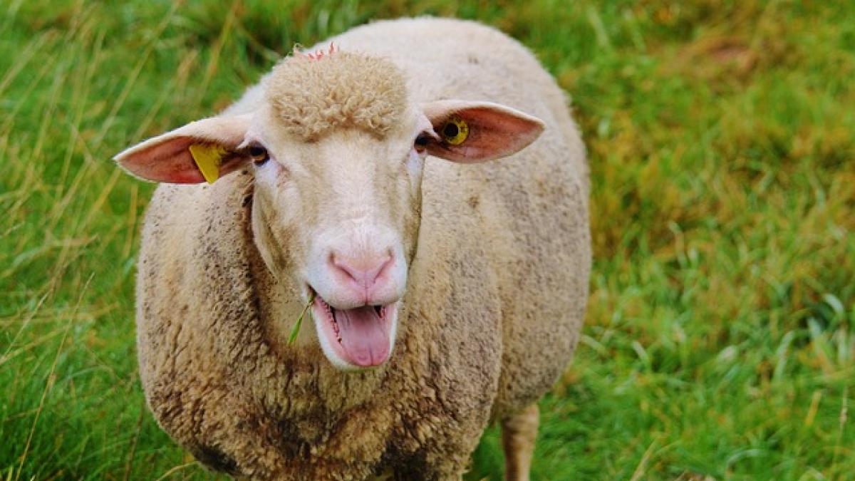 sheep-983137_640.jpg