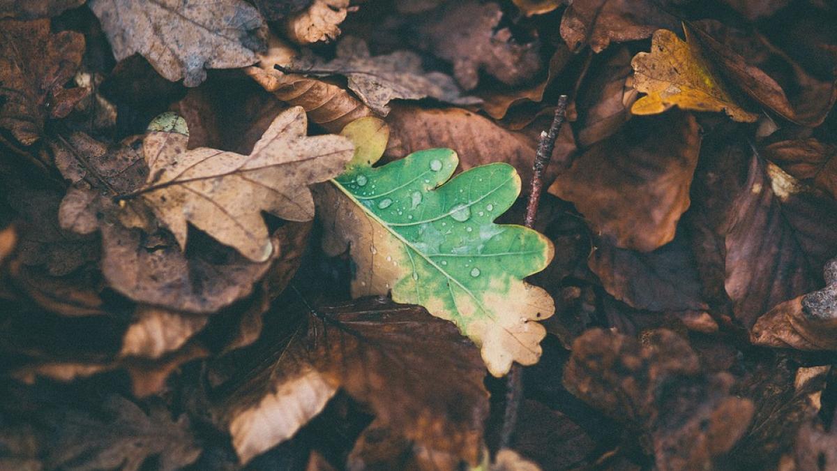 cum ne influenteaza vremea din punct de vedere psihic