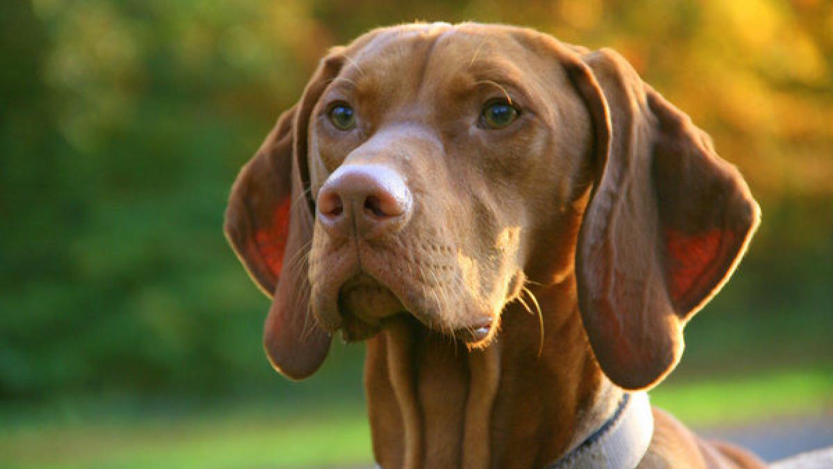 cum reactioneaza un caine gelos pe un bebelus