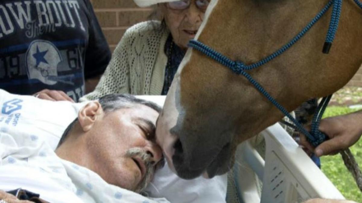 era pe moarte si a cerut sa i aduca un cal langa el cand animalul l a atins ceva incredibil s a