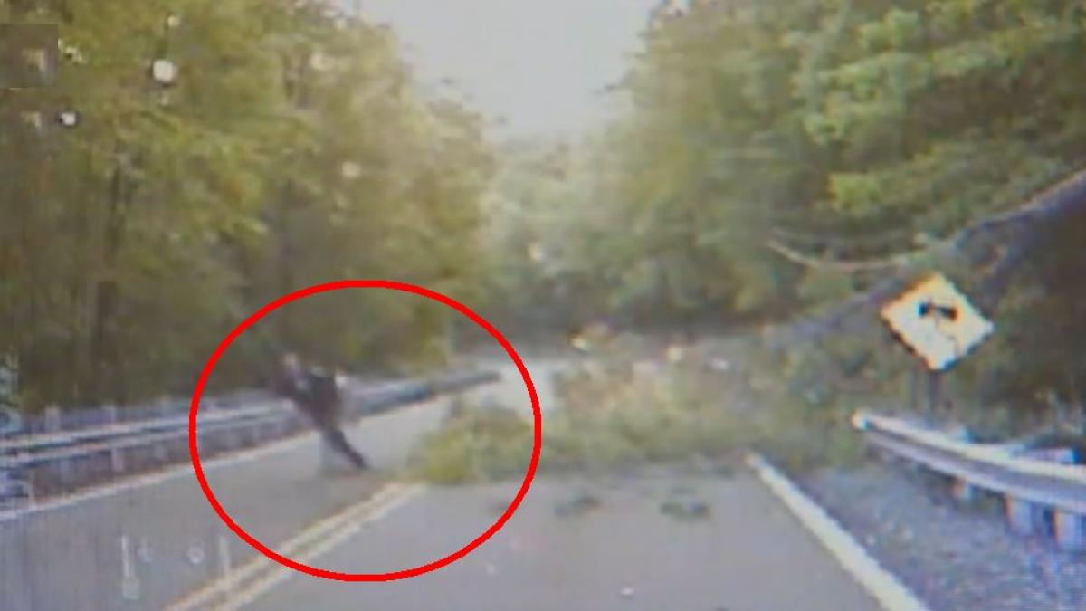 incerca sa mute o creanga de pe sosea cand un copac urias s a prabusit in directia lui ce a urmat i