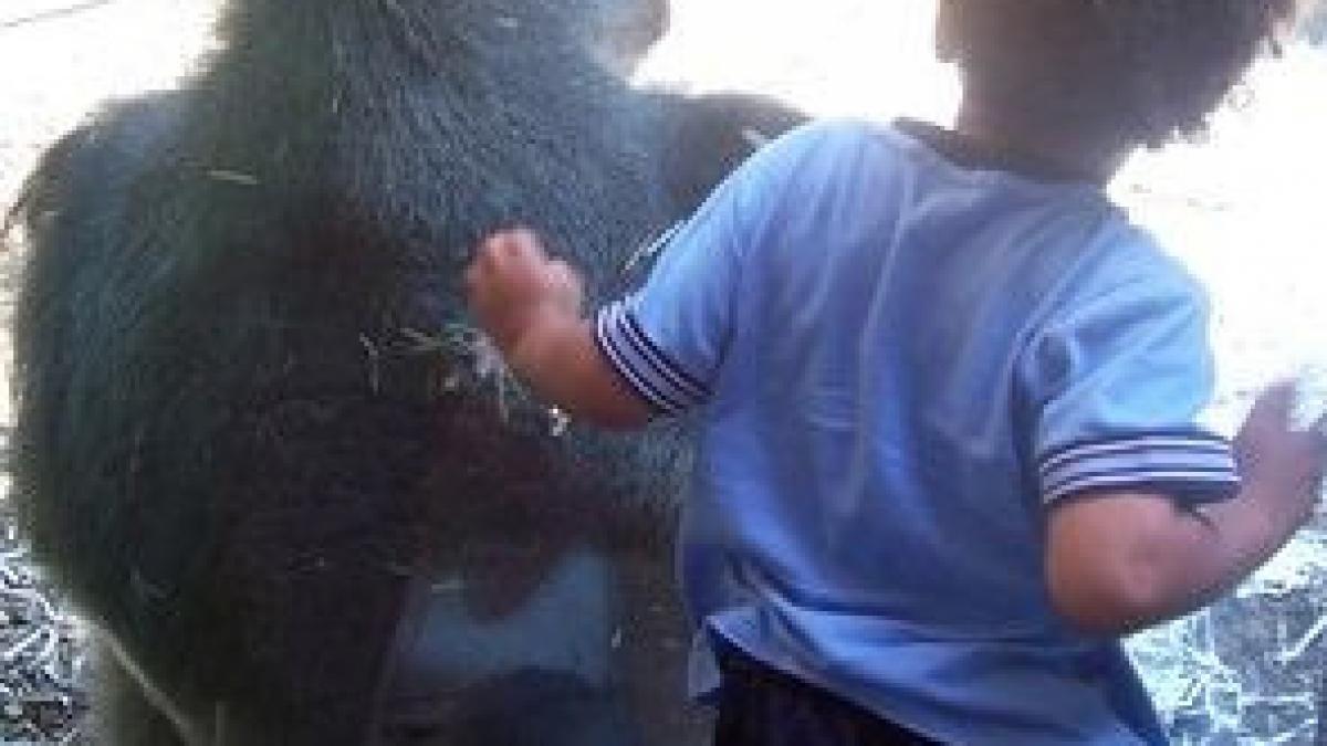 un copil de 4 ani a cazut in cusca unei gorile ce a inceput sa faca animalul dupa ce l a vazut