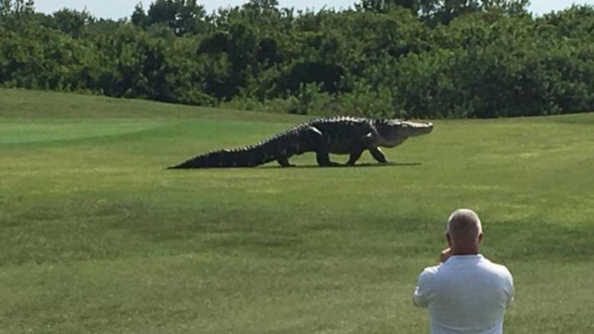 golf aligator florida teren autoritati