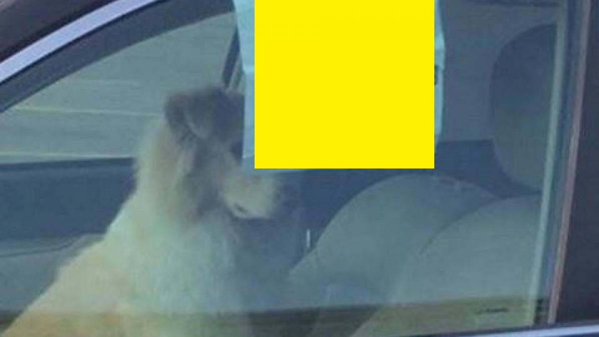 si a incuiat cainele in masina si a lasat un bilet mare in geam trecatorilor nu le a venit sa