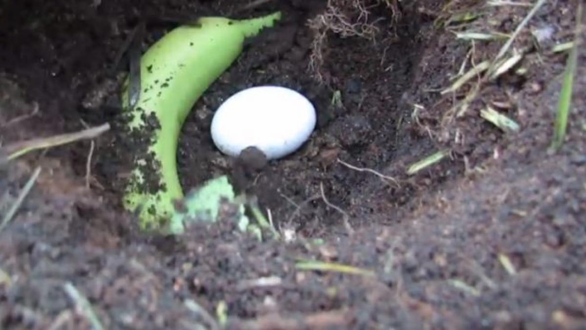 fertilizare pamant ou banana