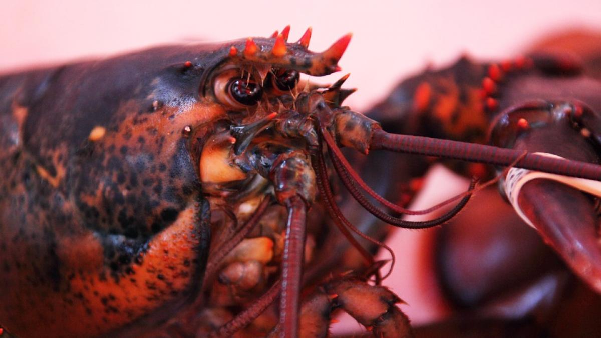 homar calatorie dus intors