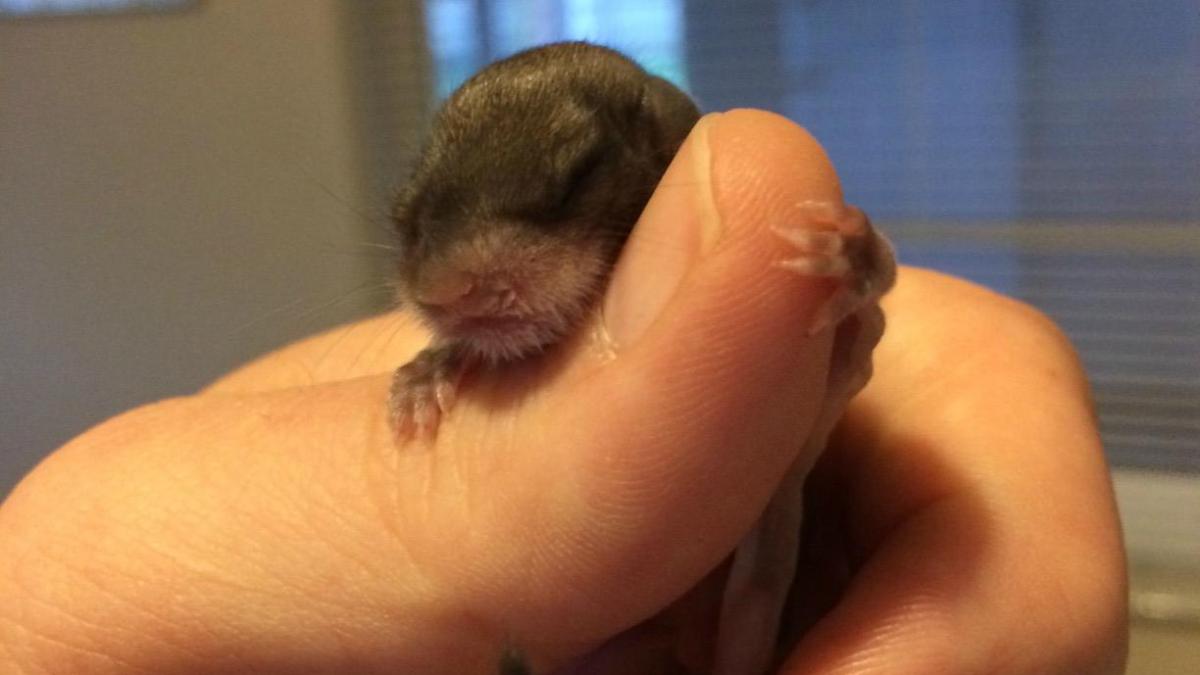 mergea pe strada cand a vazut aceata creatura era mica slaba si nu scotea niciun sunet