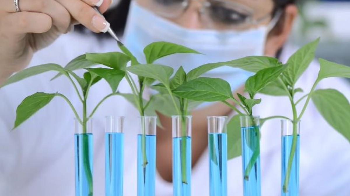 unde a ajuns stiinta planta care iti da cartofi prajiti si ketchup