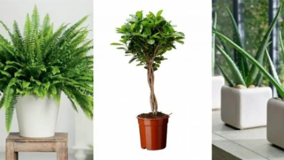 adio aer conditionat plante care iti tin casa racoroasa