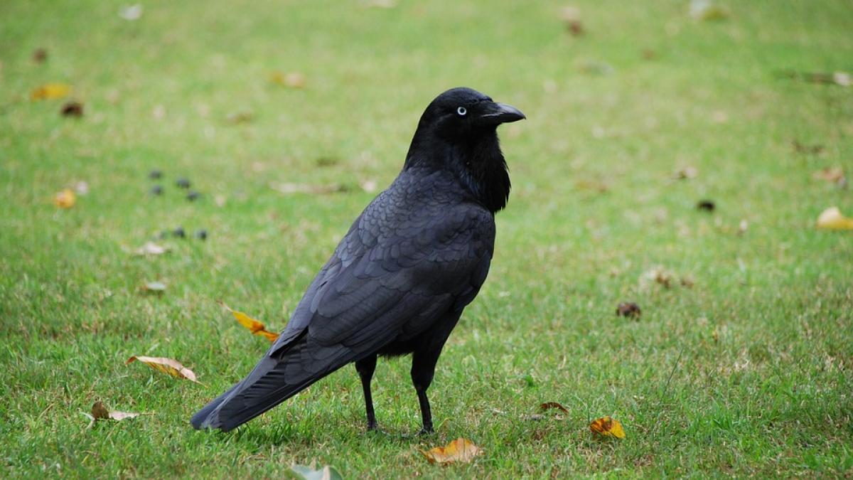 caz socant botosani spital barbat atacat de ciori