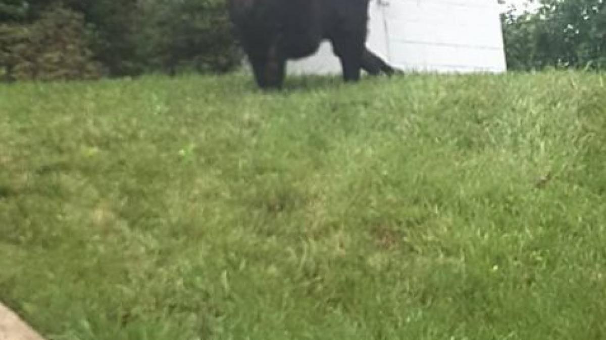 facea yoga in gradina a simtit ca ceva o linge pe gat si s a intors brusc