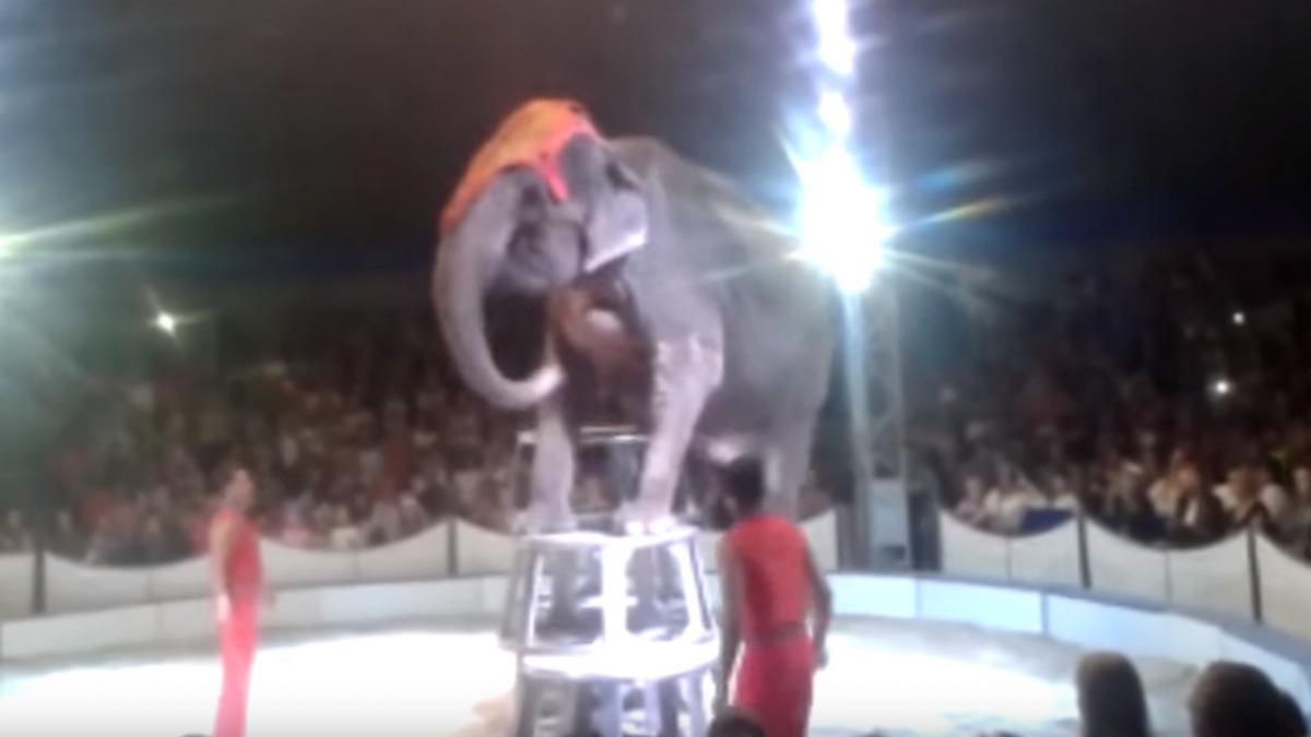 un elefant are un accident in timpul unui numar de circ ce au facut ceilalti elefanti a socat