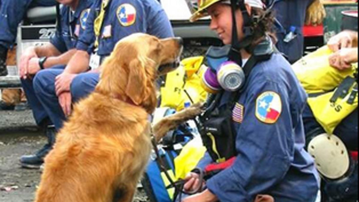 catelusa bretagne eroina de la atentatele din 11 septembrie a fost eutanasiata