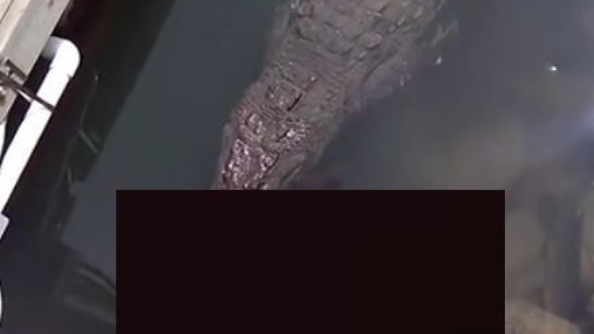 experienta socanta pentru un turist a incremenit cand si a dat seama ce era in gura crocodilului